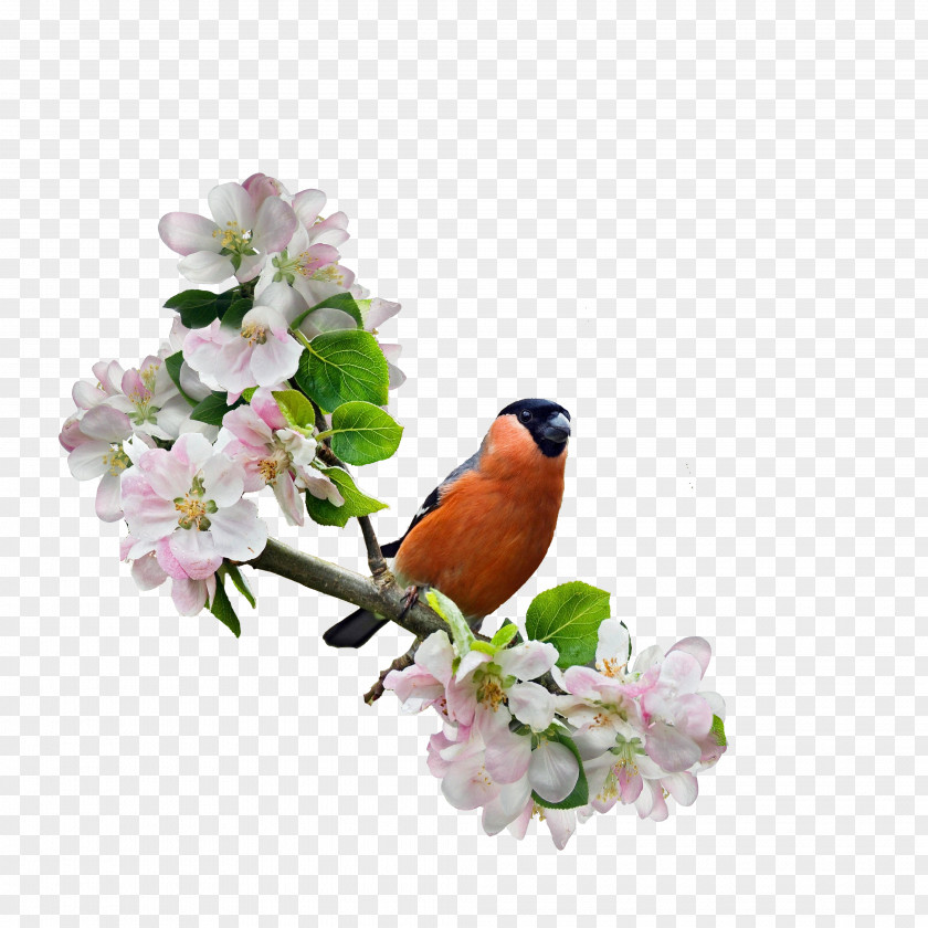 Tree-bird Shia Islam Reappearance Of Muhammad Al-Mahdi Theme PNG