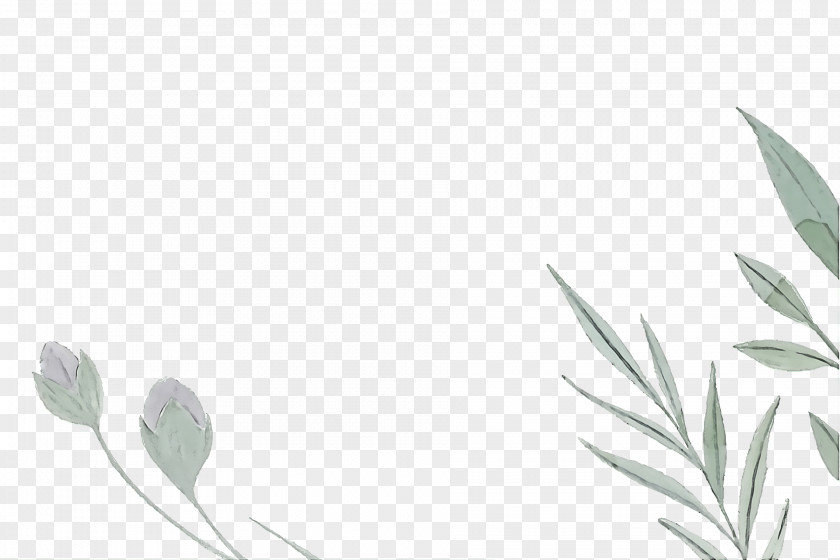 Twig Plant Stem Leaf Line Art Grasses PNG