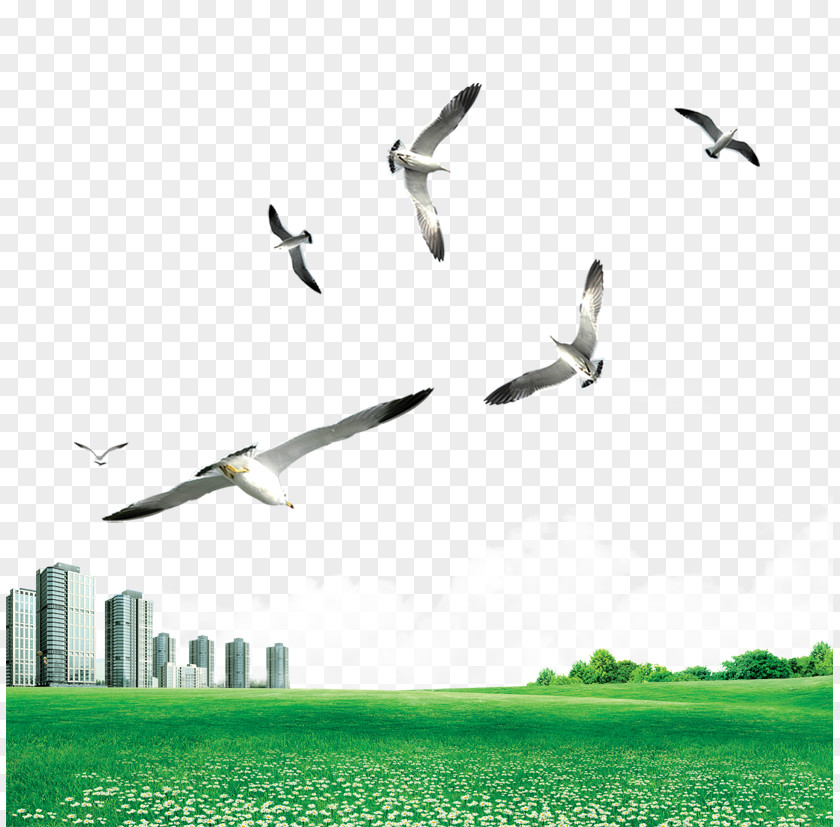 Acorns Gulls Bird PNG