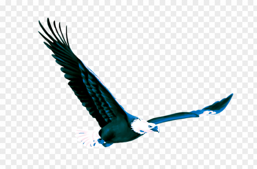 Eagle Fond Blanc PNG