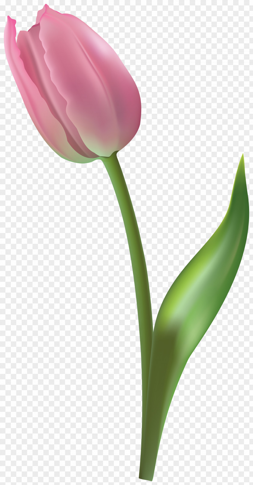 Plant Stem Bud Flower Tulip Petal Pedicel PNG