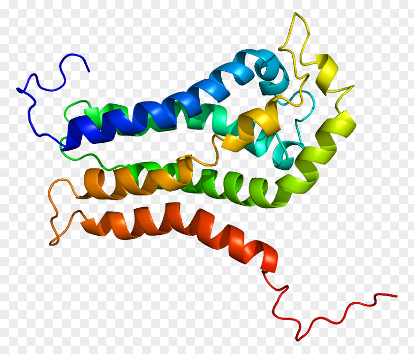 Protein Guanine Nucleotide Exchange Factor Rho Family Of GTPases ARHGEF7 PNG