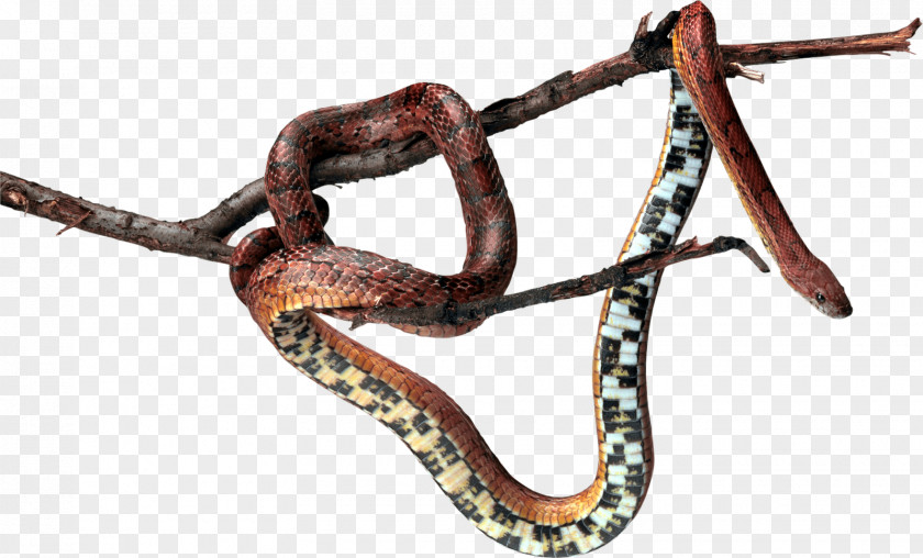 Snake Reptile Clip Art PNG