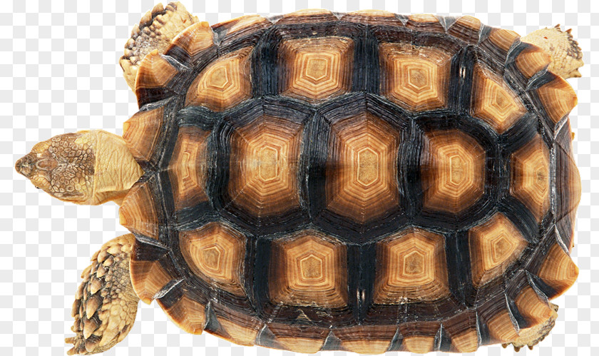 Tortuga Turtle Shell Reptile Carapace Stock Photography PNG