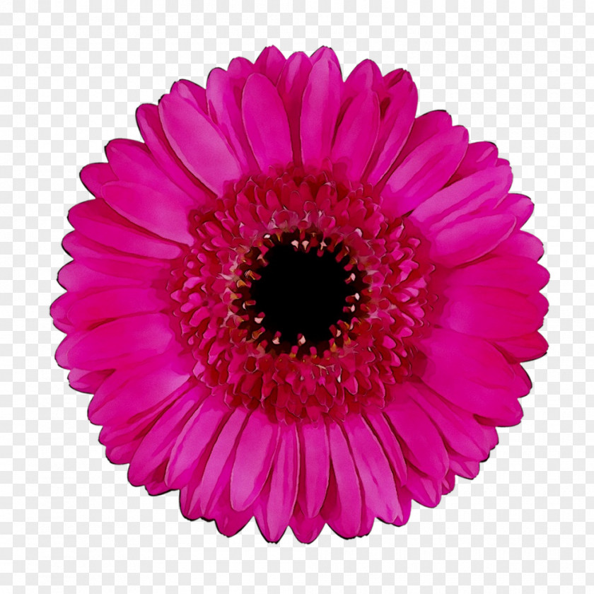 Transvaal Daisy Cut Flowers Floristry Floral Design PNG
