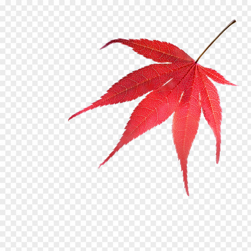 Backyard Nurseries Japanese Maple Red MapleBAY LEAVES Leaf Oriental Trees PNG