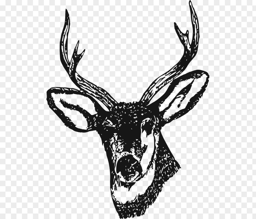Buck Drawing Deer Henna Clip Art PNG