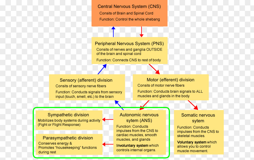 Hormone Secretion Font Organization Nervous System Brand Line PNG