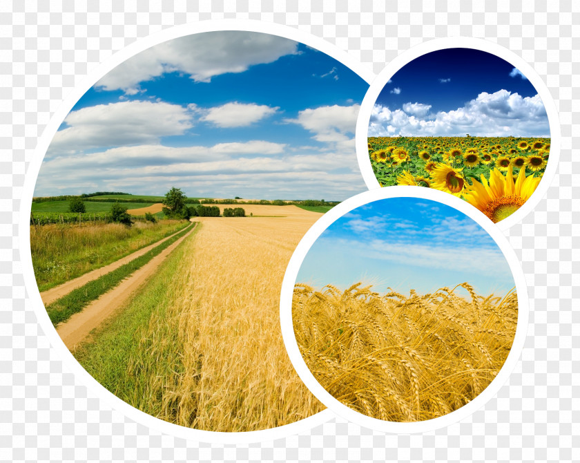 Agrarian Party Of Ukraine Yandex Desktop Wallpaper Russian Language PNG