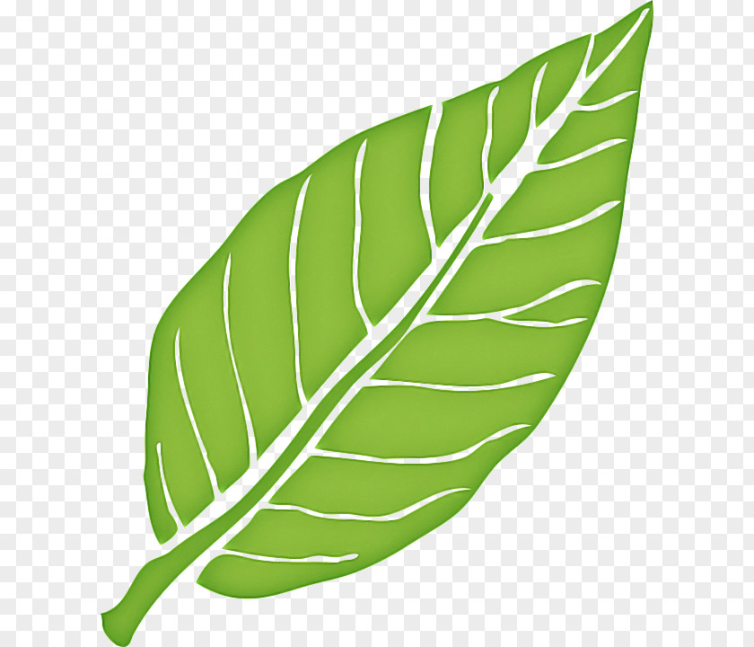 Anthurium Arrowroot Family Banana Leaf PNG