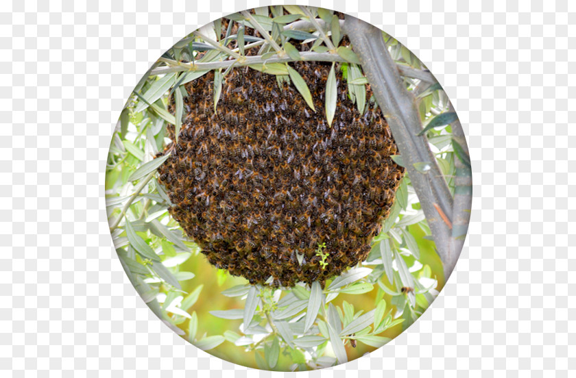 Bee Honey Beehive Ecology PNG