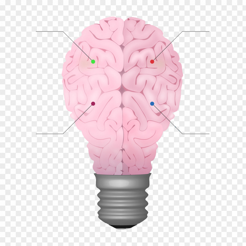 Brain Structure Bulb Shape Cerebrum Chart PNG