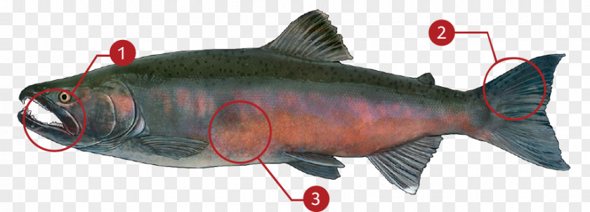 Coho Salmon Chinook Sockeye Salmonids PNG