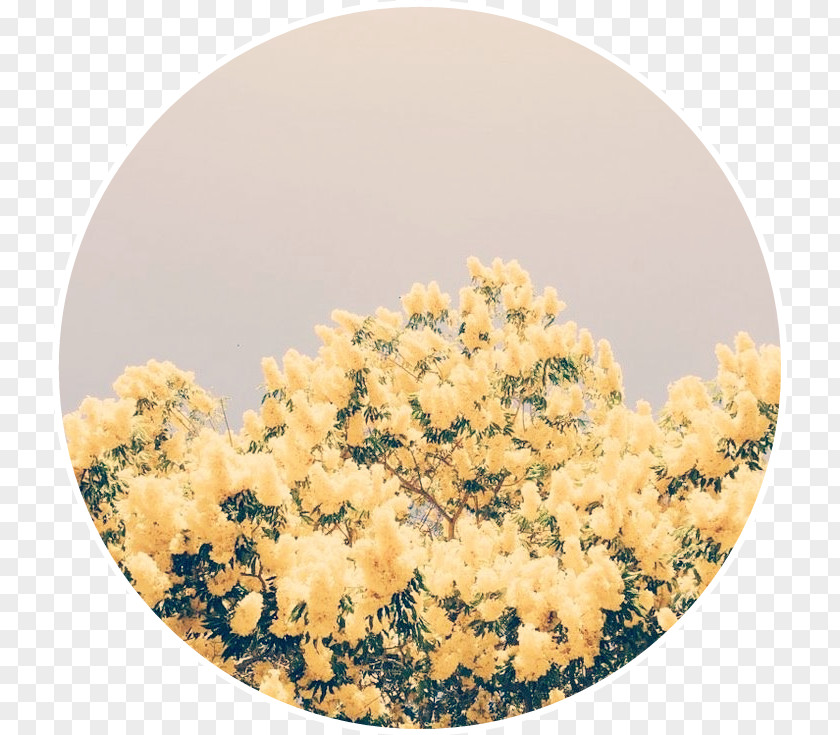 Flower Yellow Aesthetics Image Pastel PNG