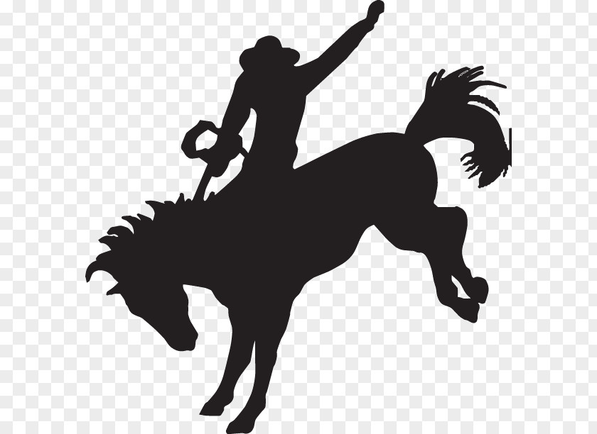 Horse Equestrian Bronc Riding Bronco Bucking PNG