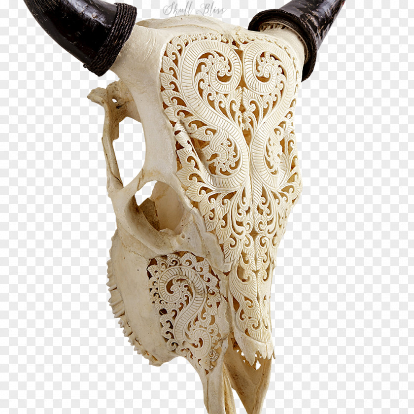 Longhorn Skull Animal Skulls Cattle Bone Human Skeleton PNG
