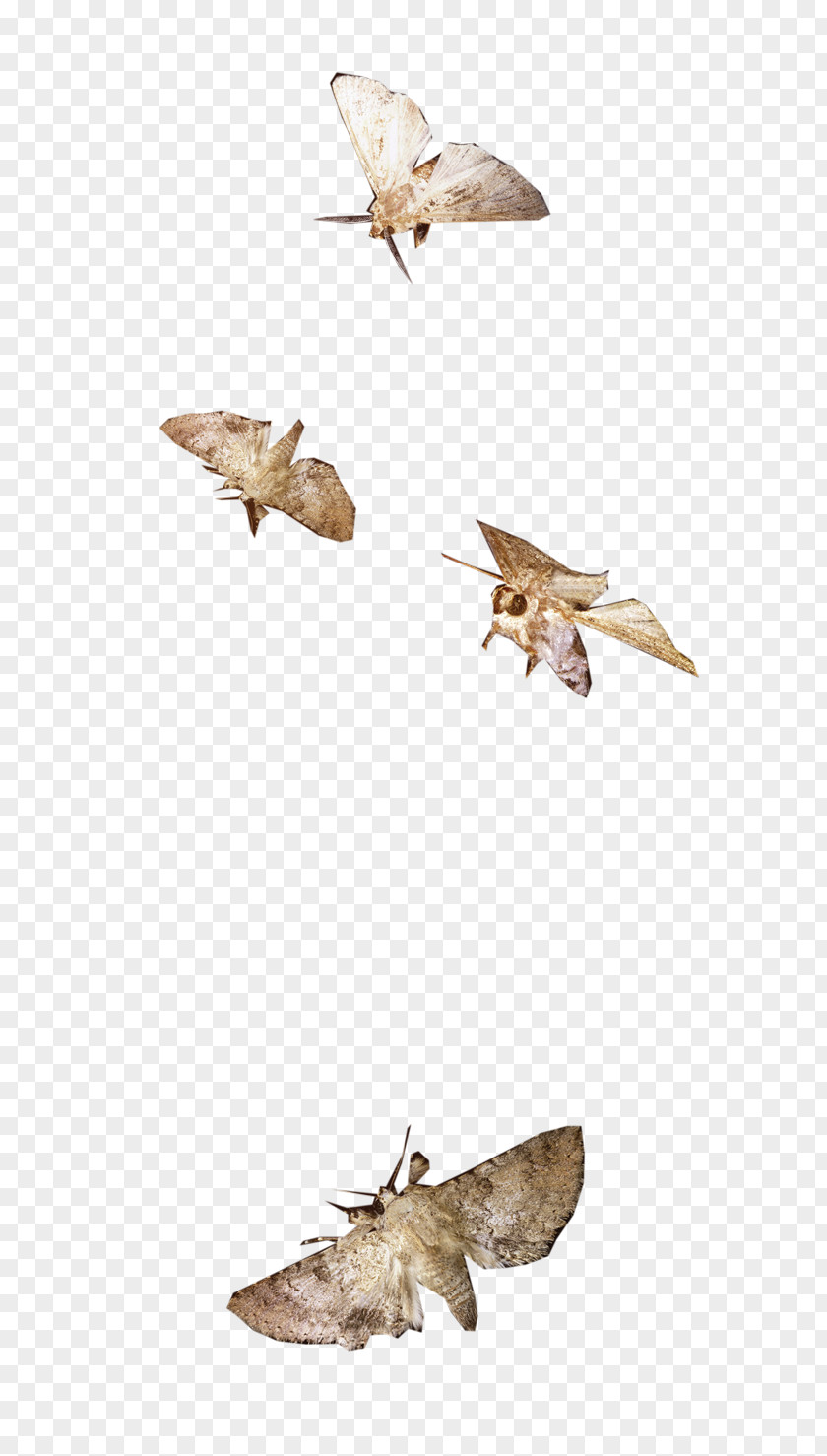 Moth Butterfly Insect /m/083vt Pollinator PNG