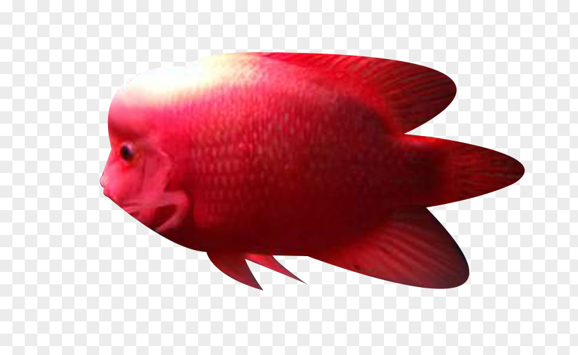 Red Ocean Fish Close-up PNG