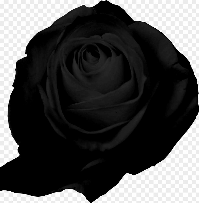 Background Black Garden Roses Editorial Lampreave PNG