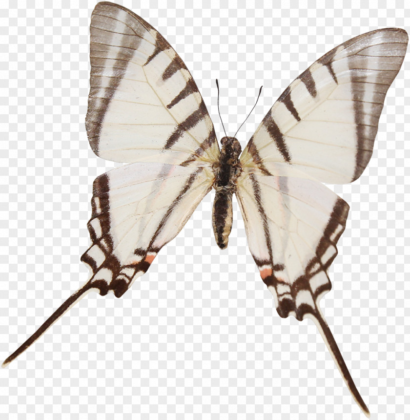 Butterfly Parides Eurytides Insect Moth PNG
