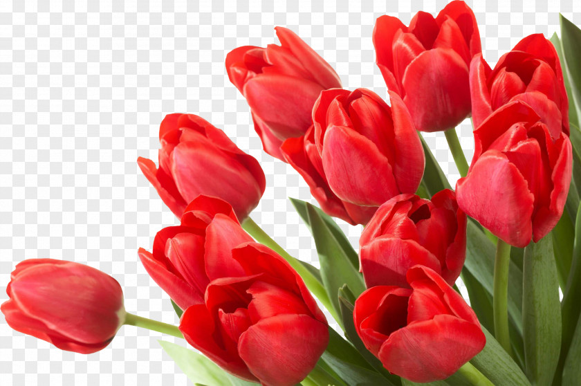 Tulips Flower Tulip Desktop Wallpaper PNG