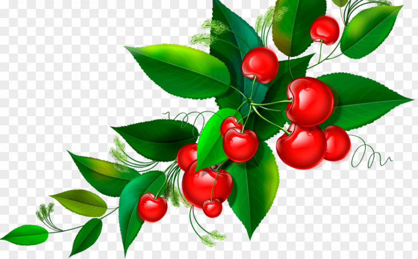 Berries Lingonberry Cherries Fruit PNG