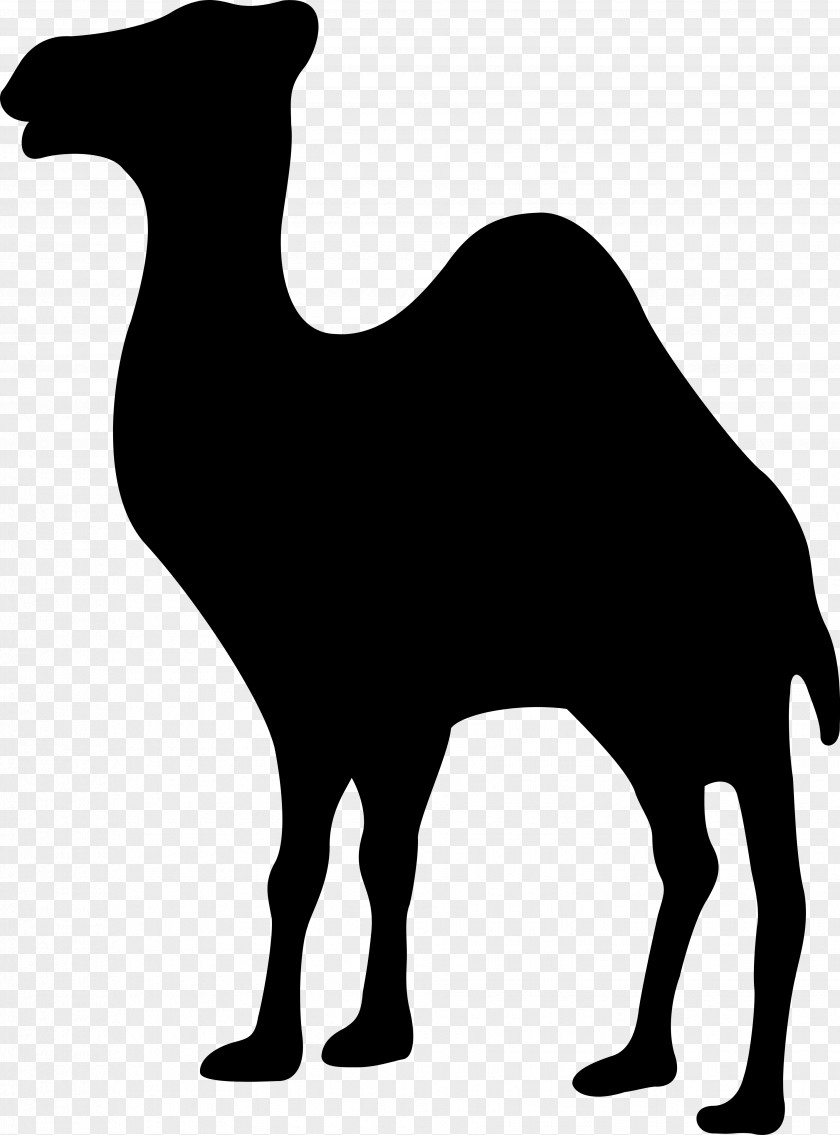 Camels Dromedary Camel Logo PNG