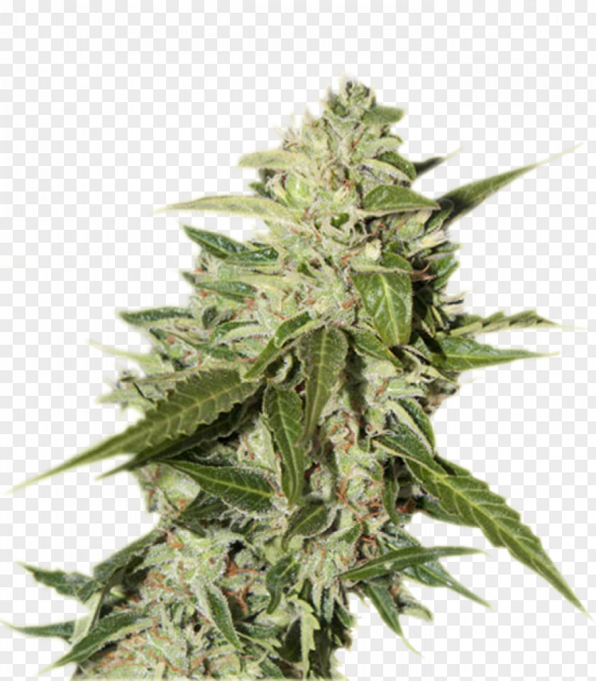 Cannabis Ruderalis Seed Bank Kush PNG