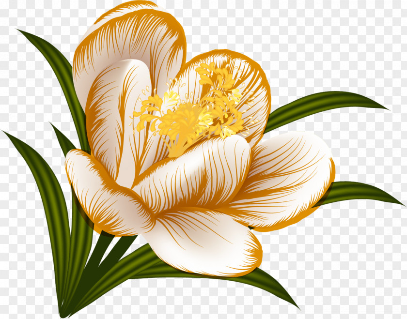 Crocus Garden Flower .de Clip Art PNG
