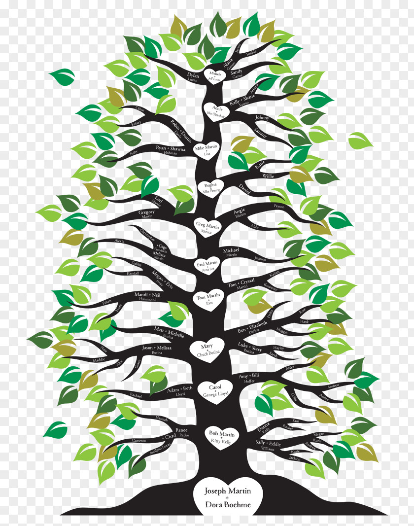 Family Tree Branch Root PNG