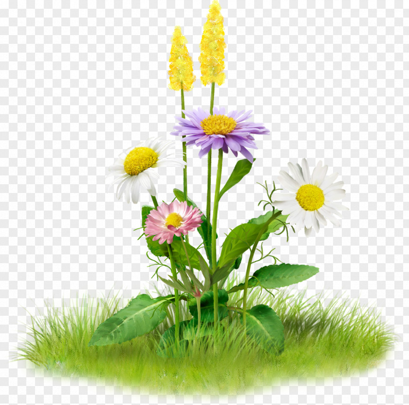 Large Spring Flowers Image Clip Art Flower Stock.xchng PNG