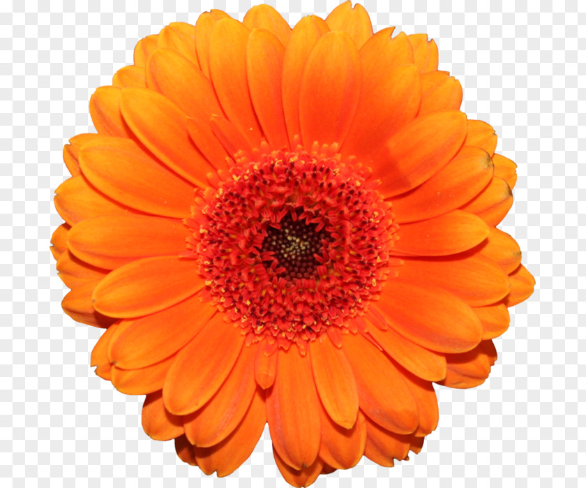 Orange Transvaal Daisy Cut Flowers PNG
