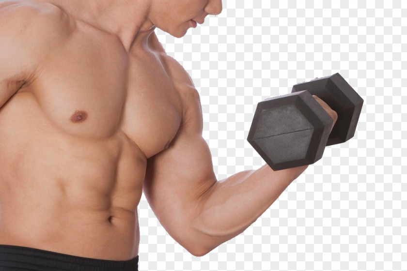 Dumbbell Bodybuilding Physical Exercise Training Fitness Centre PNG