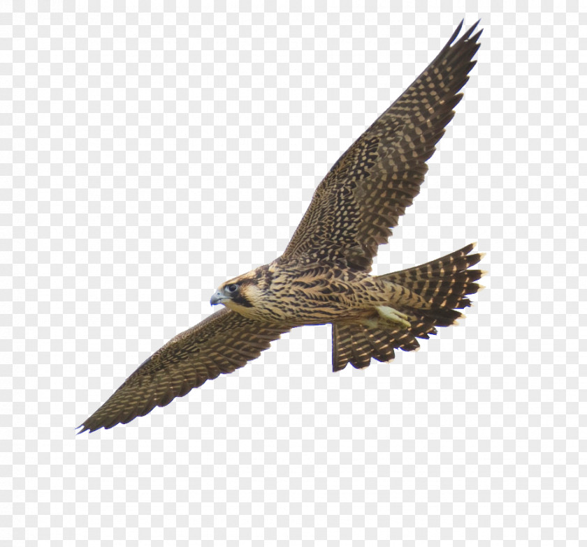 Flying Mottled Falcon Peregrine PNG