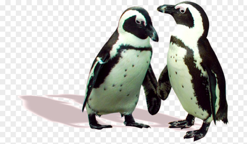Penguin Fauna Beak PNG