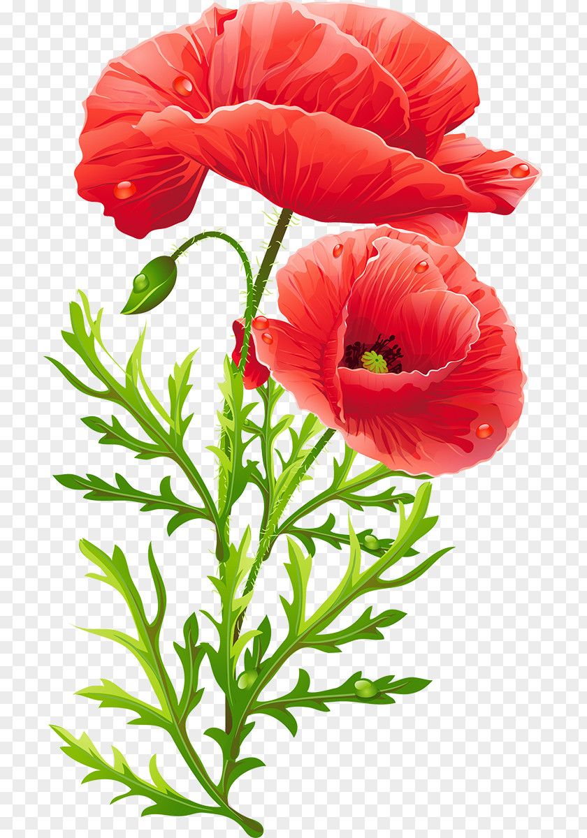 Poppies Martinborough Common Poppy Flower Opium Remembrance PNG