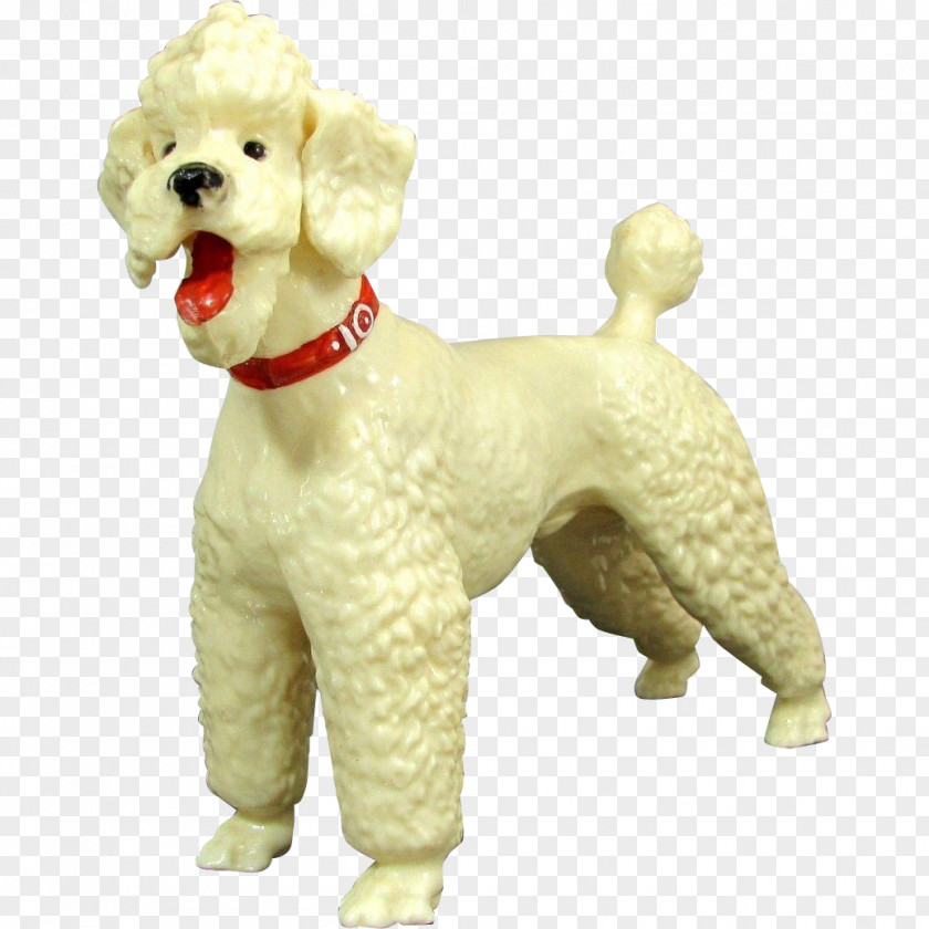 Puppy Standard Poodle Miniature Toy Goldendoodle Lagotto Romagnolo PNG