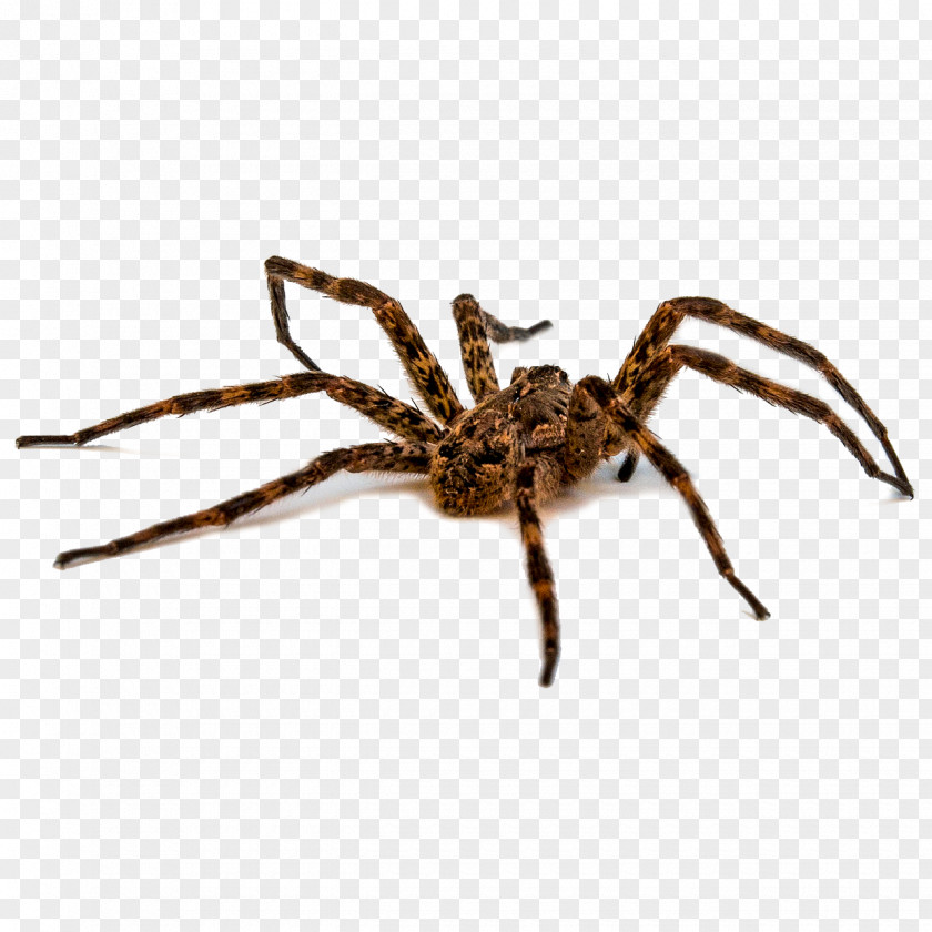 Spider Redback Dog Brown Recluse Bite PNG