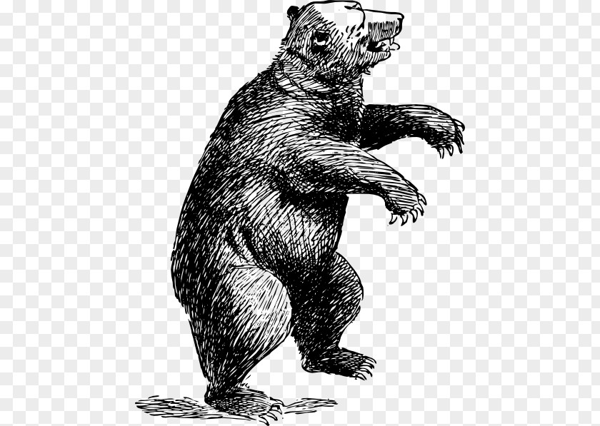 Bear Sketch Grizzly American Black Polar Yogi PNG