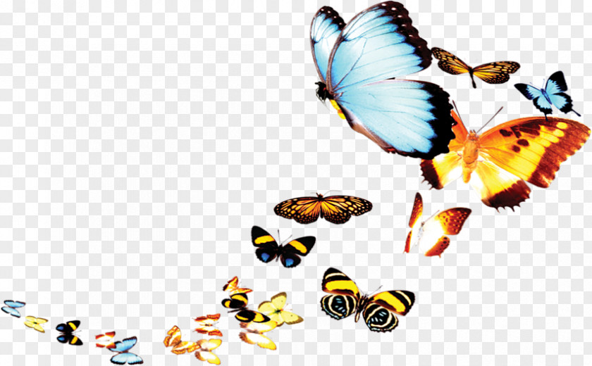 Butterfly Poster PNG