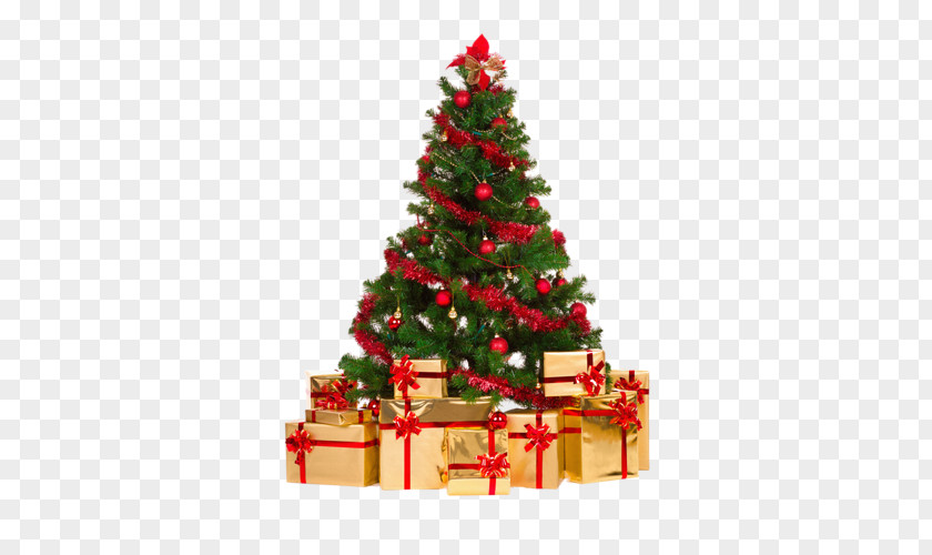 Christmas Tree Spruce Gift PNG