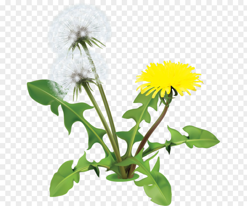 Flower Common Dandelion Drawing Clip Art PNG