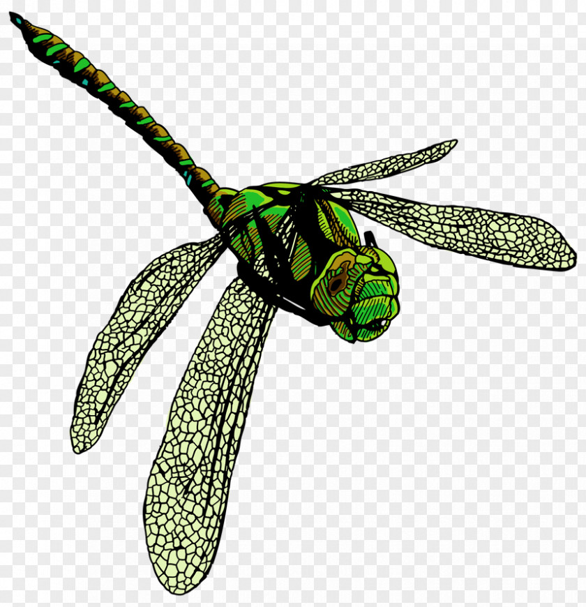 Dragonflies Illustration Clothing Accessories Fashion Insect Membrane PNG