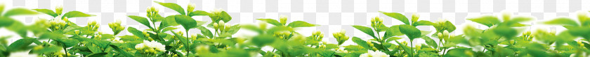 Emerald Green Grass Wheatgrass Meadow Lawn Energy Wallpaper PNG