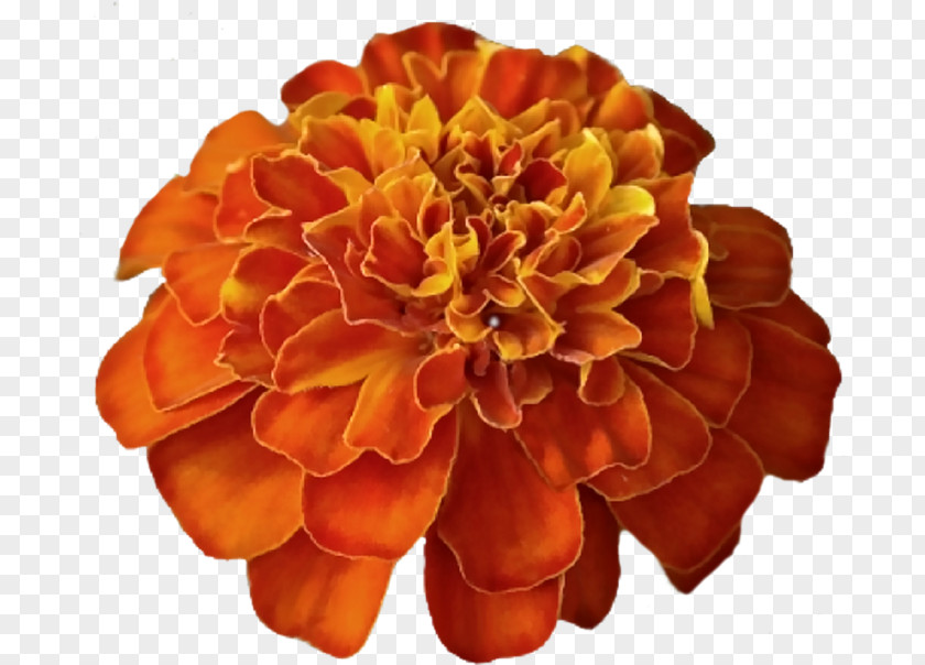 English Marigold Peach Flowers Background PNG