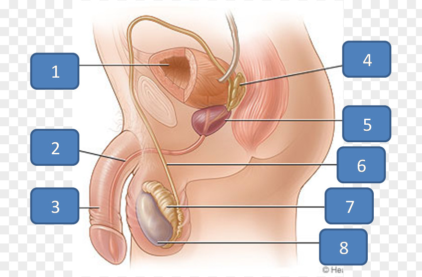 Ipod Nano Mp3 Female Reproductive System Anatomy Human Body PNG