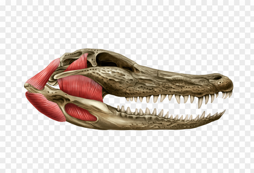 Tyrannosaurus Reptile Jaw Skull Muscle PNG