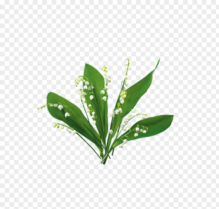 Watercolor Green Greenery Laurel Blog Clip Art PNG