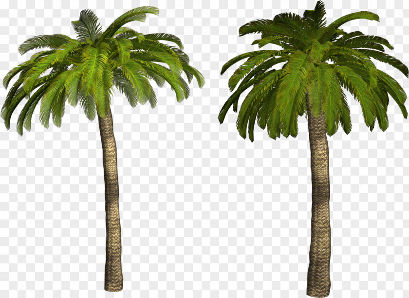 Coconut Tree Ceroxyloideae Desktop Wallpaper Clip Art PNG
