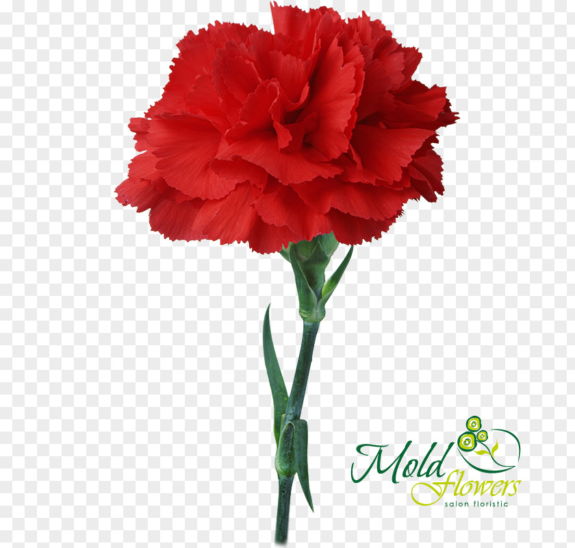 Light Carnation Flower Bouquet Red PNG